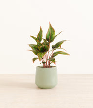 Load image into Gallery viewer, Turquoise*****Profile