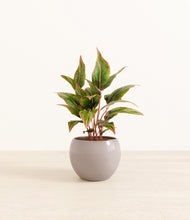 Load image into Gallery viewer, Winter Clouds*****Profile