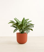 Load image into Gallery viewer, Earth Red*****Profile