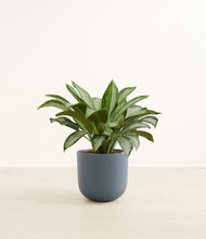 Load image into Gallery viewer, Iron Gray*****Profile