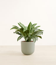 Load image into Gallery viewer, Sage Green*****Profile