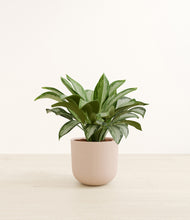 Load image into Gallery viewer, Sandy Pink*****Profile