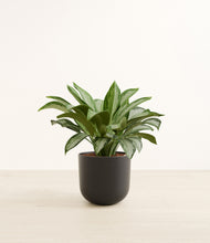 Load image into Gallery viewer, Stone Black*****Profile