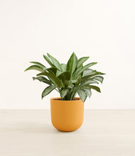 Load image into Gallery viewer, Sunset Orange*****Profile