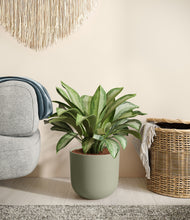 Load image into Gallery viewer, Sage Green