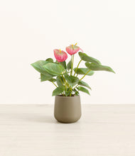 Load image into Gallery viewer, Olive*****Profile