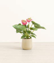 Load image into Gallery viewer, Almond Green*****Profile