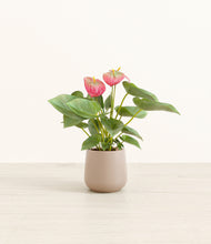 Load image into Gallery viewer, Eternal Gray*****Profile