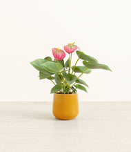 Load image into Gallery viewer, Mustard*****Profile