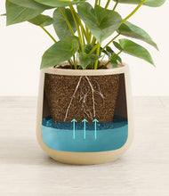 Load image into Gallery viewer, Almond Green