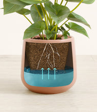 Load image into Gallery viewer, Calm Rose