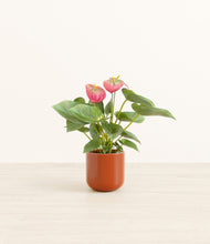 Load image into Gallery viewer, Glossy Red*****Profile