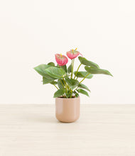 Load image into Gallery viewer, Glossy Pink*****Profile