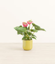 Load image into Gallery viewer, Key Lime Yellow*****Profile