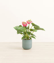 Load image into Gallery viewer, Reactive Aqua*****Profile