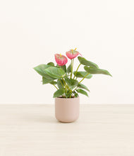 Load image into Gallery viewer, Sandy Pink*****Profile