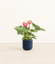 Load image into Gallery viewer, Twilight Blue*****Profile