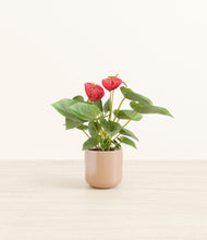 Load image into Gallery viewer, Glossy Pink*****Profile