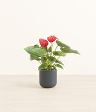 Load image into Gallery viewer, Iron Gray*****Profile