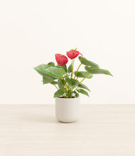 Load image into Gallery viewer, Cotton White*****Profile