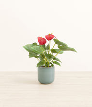 Load image into Gallery viewer, Reactive Aqua*****Profile