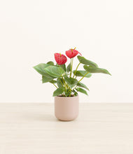 Load image into Gallery viewer, Sandy Pink*****Profile