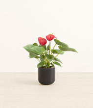 Load image into Gallery viewer, Stone Black*****Profile