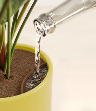 Load image into Gallery viewer, -