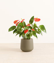 Load image into Gallery viewer, Olive*****Profile