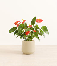 Load image into Gallery viewer, Almond Green*****Profile