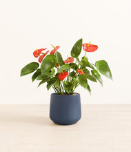 Load image into Gallery viewer, Deep Navy*****Profile