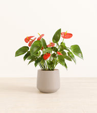 Load image into Gallery viewer, Eternal Gray*****Profile