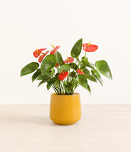 Load image into Gallery viewer, Mustard*****Profile