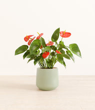 Load image into Gallery viewer, Turquoise*****Profile