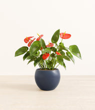 Load image into Gallery viewer, Deep Navy*****Profile