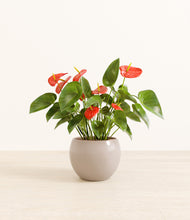 Load image into Gallery viewer, Desert Brown*****Profile