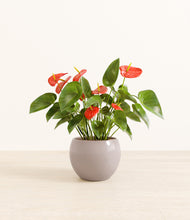 Load image into Gallery viewer, Winter Clouds*****Profile