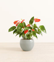 Load image into Gallery viewer, Deep Ocean*****Profile