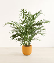 Load image into Gallery viewer, Sunset Orange*****Profile