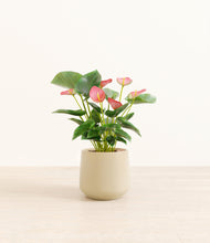 Load image into Gallery viewer, Almond Green*****Profile