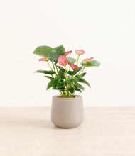 Load image into Gallery viewer, Eternal Gray*****Profile