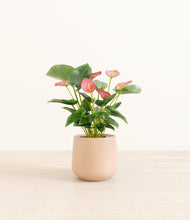 Load image into Gallery viewer, Gentle Pink*****Profile