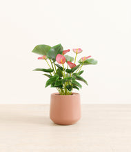 Load image into Gallery viewer, Calm Rose*****Profile