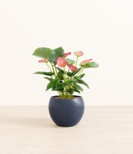 Load image into Gallery viewer, Deep Navy*****Profile