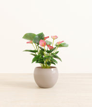 Load image into Gallery viewer, Desert Brown*****Profile