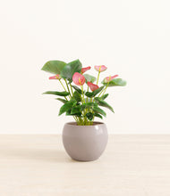 Load image into Gallery viewer, Winter Clouds*****Profile