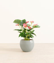 Load image into Gallery viewer, Deep Ocean*****Profile