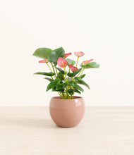 Load image into Gallery viewer, Calm Rose*****Profile