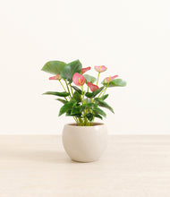 Load image into Gallery viewer, Shiny EggWhite*****Profile