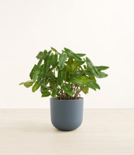 Load image into Gallery viewer, Iron Gray*****Profile